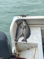 Totoaba macdonaldi