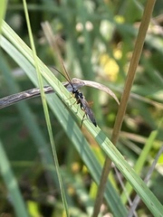 Syrphoctonus tarsatorius
