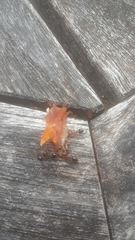 Crematogaster laeviuscula