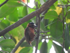 Picumnus cinnamomeus