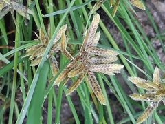 Cyperus eragrostis