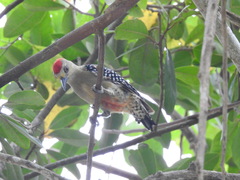 Melanerpes rubricapillus