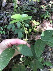 Rhynchosia tomentosa