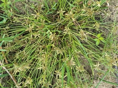 Cyperus eragrostis
