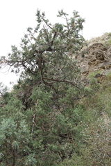 Juniperus polycarpos