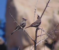Phainopepla nitens