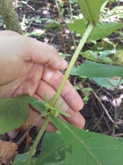 Triosteum aurantiacum