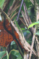 Anolis gemmosus
