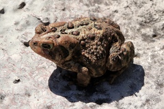 Anaxyrus americanus