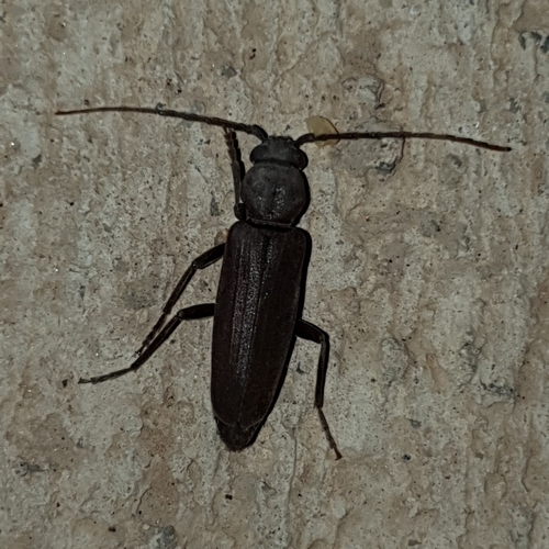 Burnt pine longhorn photo 5