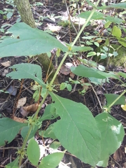 Triosteum aurantiacum