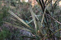 Lambertia formosa