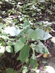 Triosteum aurantiacum