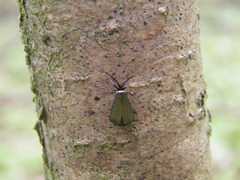 Adela reaumurella