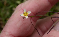 Heliophila pendula