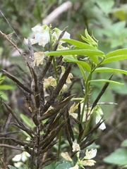 Galega officinalis
