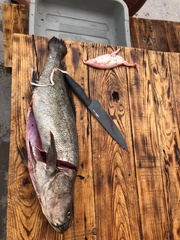 Totoaba macdonaldi