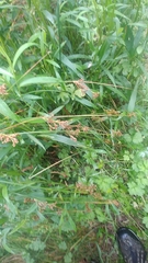 Juncus effusus pacificus