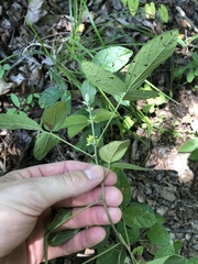 Rhynchosia tomentosa