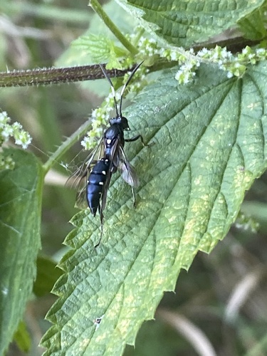 Coelichneumon cyaniventris