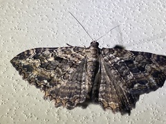 Rheumaptera meadii
