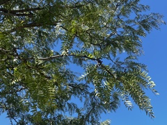 Prosopis glandulosa