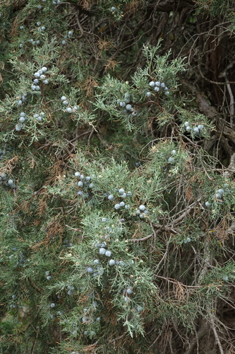Persian juniper