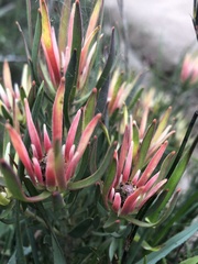 Leucadendron