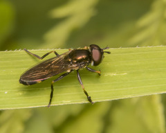 Pyrophaena granditarsis