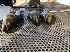 Totoaba macdonaldi