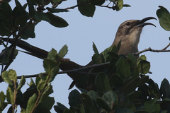 Toxostoma redivivum