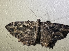 Rheumaptera meadii