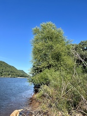 Salix nigra