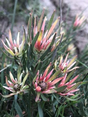 Leucadendron