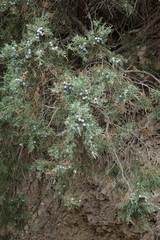 Juniperus polycarpos
