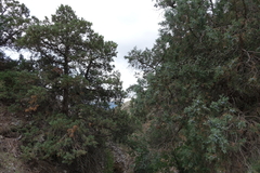 Juniperus polycarpos