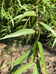 Salix nigra