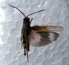 Psinidia fenestralis