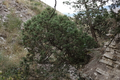 Juniperus polycarpos
