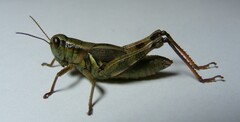 Melanoplus walshii