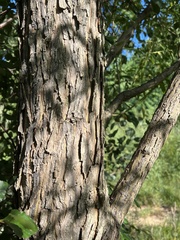 Salix nigra