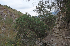 Juniperus polycarpos