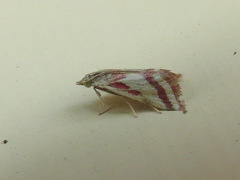 Microtheoris vibicalis