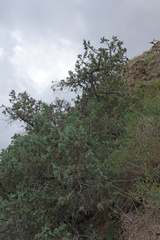 Juniperus polycarpos
