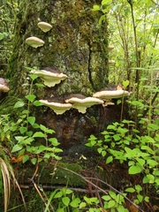 Fomitopsis ochracea