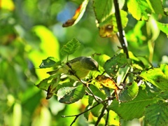 Leiothlypis celata