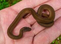 Storeria occipitomaculata