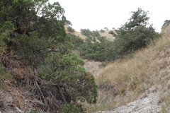 Juniperus polycarpos