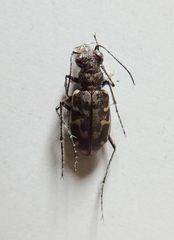Cicindela repanda