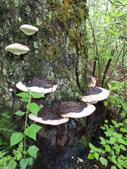 Fomitopsis ochracea